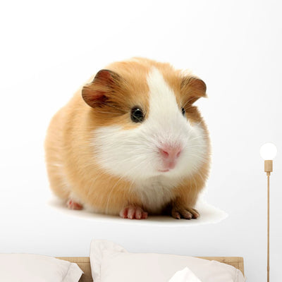 Guinea Pig over White Wall Decal shown on a wall