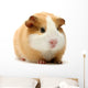 Guinea Pig Over White Wall Decal