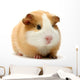 Guinea Pig Over White Wall Decal