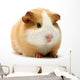 Guinea Pig Over White Wall Decal