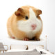 Guinea Pig Over White Wall Decal