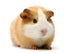 Guinea Pig Over White Wall Decal
