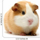 Guinea Pig Over White Wall Decal