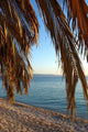 Palm Tree on a Beach at Sunset Wall Mural