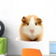 guineapig over white Wall Decal