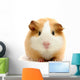 guineapig over white Wall Decal