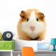 guineapig over white Wall Decal