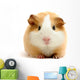 guineapig over white Wall Decal