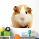 guineapig over white Wall Decal