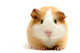 guineapig over white Wall Decal