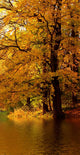 Autumn Tree Forest Wall Mural