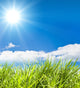 fresh green  grass Wall Mural