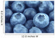 blueberries close up Wall Mural