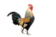 Rooster Isolated on White Background Wall Decal