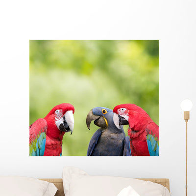 Parrot Meeting Wall Mural shown on a wall