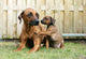 Young Rhodesian Ridgeback Giving Paw to Mom Wall Mural