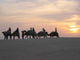 Camels to Zaafrane Wall Decal