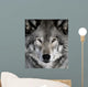 Gray Wolf Wall Mural