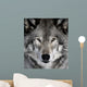 Gray Wolf Wall Mural