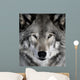 Gray Wolf Wall Mural