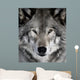 Gray Wolf Wall Mural