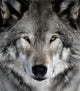 Gray Wolf Wall Mural