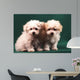 Two Little Puppies Bichon Bolognese Wall Mural