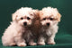 Two Little Puppies Bichon Bolognese Wall Mural