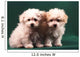 Two Little Puppies Bichon Bolognese Wall Mural