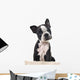 Boston Terrier Puppy Wall Decal