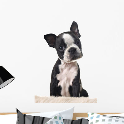 Boston Terrier Puppy Wall Decal shown on a wall