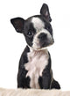 Boston Terrier Puppy Wall Decal