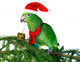 Parrot Santa Wall Decal