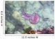 Jellyfish Wall Mural