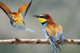 Bee-Eater Merops Apiaster Israel Wall Mural