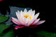 lotus Wall Mural