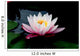 lotus Wall Mural