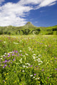 Alpine flower meadow Wall Mural