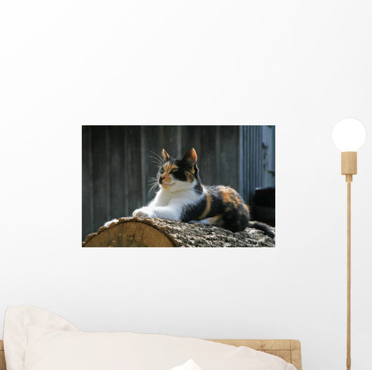 posing farm cat Wall Mural