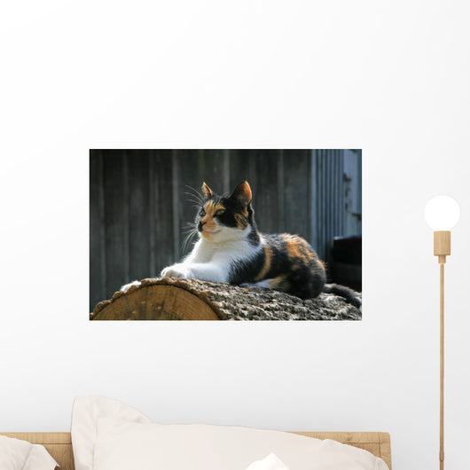 posing farm cat Wall Mural