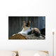 posing farm cat Wall Mural