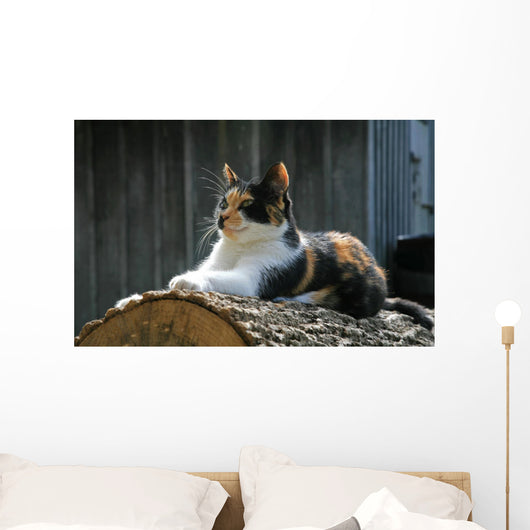 posing farm cat Wall Mural