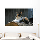 posing farm cat Wall Mural