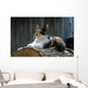 posing farm cat Wall Mural