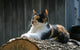 posing farm cat Wall Mural