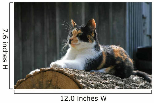 posing farm cat Wall Mural