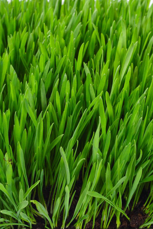 Grass Wall Mural