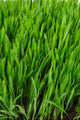 Grass Wall Mural