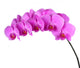 Orchid Wall Mural