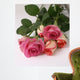 Romantic Pink Roses Cut Wall Decal